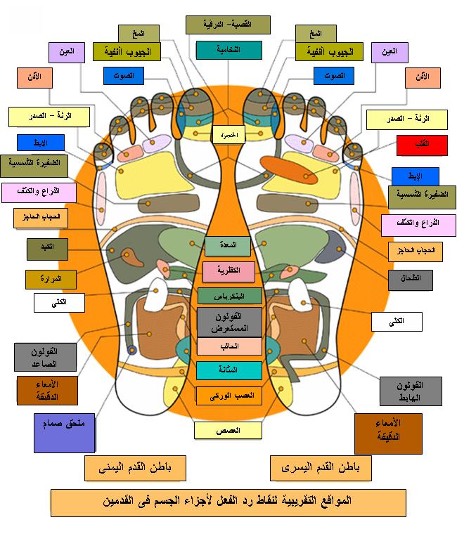 القدمين - ريفلكيسولوجي